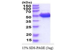SDS-PAGE (SDS) image for Guanine Deaminase (GDA) (AA 1-454) (Active) protein (His tag) (ABIN5854994) (GDA Protein (AA 1-454) (His tag))
