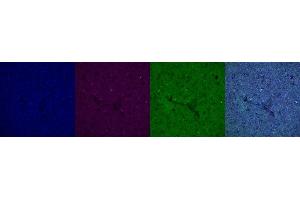 Immunohistochemistry (IHC) image for anti-Interleukin 10 (IL10) antibody (ABIN7456056) (IL-10 抗体)