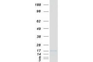 Validation with Western Blot