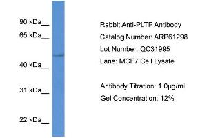 Western Blotting (WB) image for anti-Phospholipid Transfer Protein (PLTP) (C-Term) antibody (ABIN2788759)