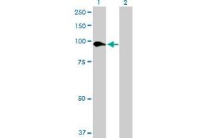 Western Blot analysis of SLC26A6 expression in transfected 293T cell line by SLC26A6 MaxPab polyclonal antibody. (SLC26A6 抗体  (AA 1-758))