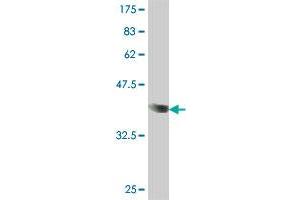 Western Blot detection against Immunogen (36. (NFASC 抗体  (AA 661-758))
