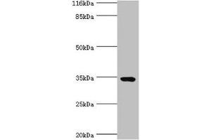 Western blot All lanes: TMCO5A antibody at 6 μg/mL + MCF-7 whole cell lysate Secondary Goat polyclonal to rabbit IgG at 1/10000 dilution Predicted band size: 35, 27 kDa Observed band size: 35 kDa (TMCO5A 抗体  (AA 10-192))