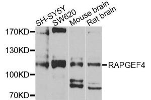Western blot analysis of extracts of various cells, using RAPGEF4 antibody. (RAPGEF4 抗体)