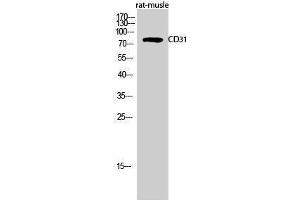 Western Blotting (WB) image for anti-Platelet/endothelial Cell Adhesion Molecule (PECAM1) (Thr224) antibody (ABIN3179924) (CD31 抗体  (Thr224))