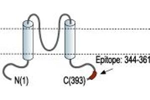 Representative domain view of the target of ABIN7885276.