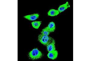 Immunofluorescence (IF) image for anti-Caveolin 2 (CAV2) antibody (ABIN3003848) (Caveolin 2 抗体)