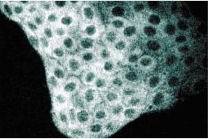 Immunofluorescence staining of MDCK cells (Canine kidney, ATCC CCL-34). (TFCP2 抗体  (AA 205-414))