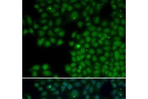 Immunofluorescence (IF) image for anti-Nudix (Nucleoside Diphosphate Linked Moiety X)-Type Motif 6 (NUDT6) antibody (ABIN7254845)