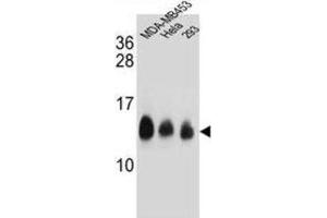 Western Blotting (WB) image for anti-NADH Dehydrogenase (Ubiquinone) 1, Subcomplex Unknown, 2, 14.5kDa (NDUFC2) antibody (ABIN2995814)