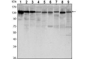 Western Blot showing CDH1 antibody used against LNCAP (1),A431 (2), DU145 (3), PC-3 (4), MCF-7 (5), PC-12 (6), NIH/3T3 (7), C6 (8) and COS7 (9) cell lysate. (E-cadherin 抗体)