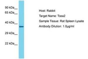Image no. 1 for anti-Transcription Elongation Factor A2 (TCEA2) (AA 51-100) antibody (ABIN6750254) (TCEA2 抗体  (AA 51-100))