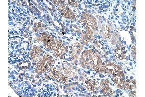 FBP1 antibody was used for immunohistochemistry at a concentration of 4-8 ug/ml to stain Epithelial cells of renal tubule (arrows) in Human Kidney. (FBP1 抗体  (N-Term))