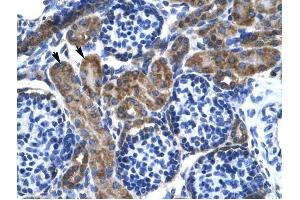KCNQ2 antibody was used for immunohistochemistry at a concentration of 4-8 ug/ml to stain Epithelial cells of renal tubule (arrows) in Human Kidney. (KCNQ2 抗体  (Middle Region))