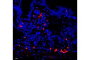 Immunofluorescence (Paraffin-embedded Sections) (IF (p)) image for anti-Chemokine (C-C Motif) Ligand 12 (Ccl12) antibody (ABIN7073445)
