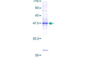 Image no. 1 for BRF1, RNA polymerase III transcription initiation factor subunit (BRF1) protein (GST tag) (ABIN1346867) (BRF1 Protein (GST tag))