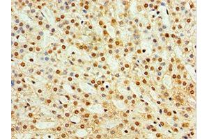 Immunohistochemistry of paraffin-embedded human adrenal gland tissue using ABIN7171561 at dilution of 1:100 (TAF1C 抗体  (AA 70-320))