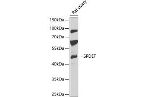 Western blot analysis of extracts of rat ovary, using SPDEF antibody (ABIN6132572, ABIN6148332, ABIN6148334 and ABIN6218364) at 1:1000 dilution. (SPDEF/PSE 抗体  (AA 1-335))