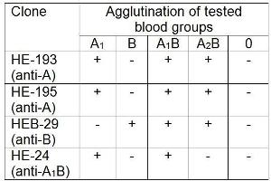 Agglutination of particular blood groups using mouse monoclonal HEB-29 (anti-blood group B).