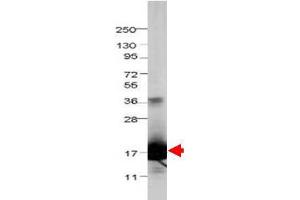 Image no. 1 for anti-Interleukin 1 delta (FIL1d) antibody (ABIN1102534) (FIL1d 抗体)