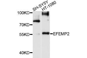 Western blot analysis of extracts of SH-SY5Y and HT-1080 cells, using EFEMP2 antibody. (FBLN4 抗体)
