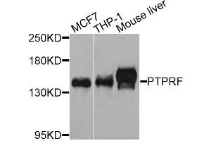 Western blot analysis of extracts of various cell lines, using PTPRF antibody (ABIN3210822) at 1/1000 dilution. (PTPRF 抗体)