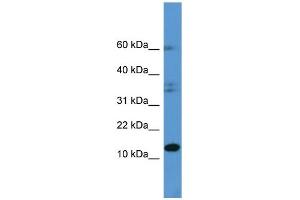 Western Blotting (WB) image for anti-Histidine Triad Nucleotide Binding Protein 2 (HINT2) (C-Term) antibody (ABIN2788384) (HINT2 抗体  (C-Term))