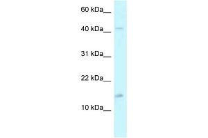 Western Blotting (WB) image for anti-Pterin-4 alpha-Carbinolamine Dehydratase/dimerization Cofactor of Hepatocyte Nuclear Factor 1 alpha (TCF1) 2 (PCBD2) (C-Term) antibody (ABIN2788465)