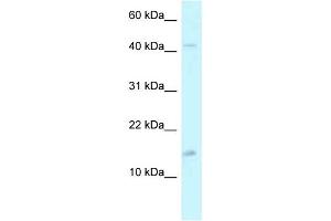 WB Suggested Anti-PCBD2 Antibody Titration: 1.