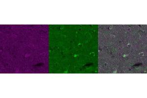 Immunohistochemistry (IHC) image for anti-Occludin (OCLN) antibody (ABIN7456275) (Occludin 抗体)