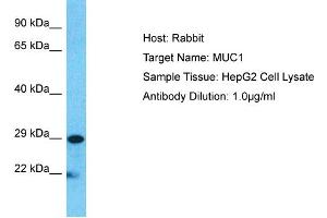 Host:  Rabbit  Target Name:  MUC1  Sample Type:  HepG2 Whole cell lysates  Antibody Dilution:  1. (MUC1 抗体  (C-Term))