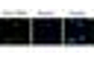Image no. 1 for anti-F-Box Protein 4 (FBXO4) (N-Term) antibody (ABIN221159) (FBXO4 抗体  (N-Term))