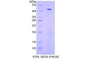SDS-PAGE analysis of Human PCPE1 Protein. (PCOLCE 蛋白)