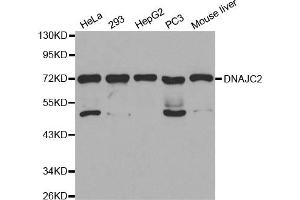 Western Blotting (WB) image for anti-DnaJ (Hsp40) Homolog, Subfamily C, Member 2 (DNAJC2) antibody (ABIN1872303) (DNAJC2 抗体)
