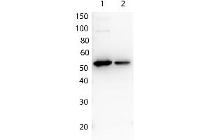 Western Blotting (WB) image for anti-Multiple Tag antibody (ABIN2669901) (Multiple Tag 抗体)