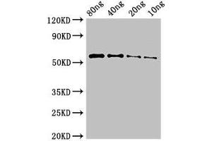 Western Blot Positive WB detected in Recombinant protein All lanes: PKHD1 antibody at 3 μg/mL Secondary Goat polyclonal to rabbit IgG at 1/50000 dilution predicted band size: 55 kDa observed band size: 55 kDa
