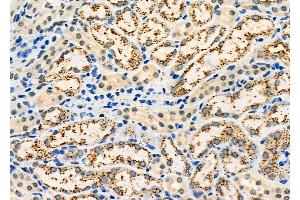 ABIN6260842 and ABIN6273209 at 1/100 staining Mouse kidney tissue by IHC-P. (SH3KBP1 抗体  (N-Term))