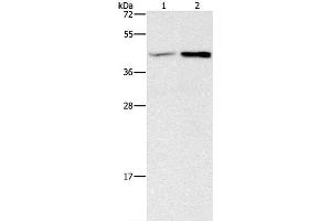 Western Blot analysis of Human fetal brain and Mouse heart tissue using GNB5 Polyclonal Antibody at dilution of 1:550 (GNB5 抗体)