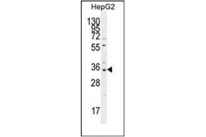 Western blot analysis of OR52I2 Antibody (C-term) in HepG2 cell line lysates (35ug/lane). (OR52I2 抗体  (C-Term))