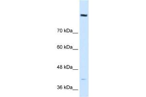 WB Suggested Anti-COBLL1 Antibody Titration:  0. (COBLL1 抗体  (N-Term))