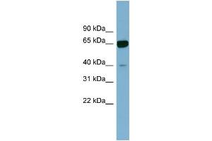 WB Suggested Anti-ZNF169 Antibody Titration:  0. (ZNF169 抗体  (N-Term))
