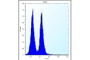 FB Antibody (C-term) (ABIN656167 and ABIN2845497) flow cytometric analysis of Jurkat cells (right histogram) compared to a negative control cell (left histogram). (MAFB 抗体  (C-Term))