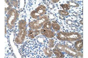 Image no. 1 for anti-Suppressor of Cytokine Signaling 1 (SOCS1) (AA 21-70) antibody (ABIN203422) (SOCS1 抗体  (AA 21-70))