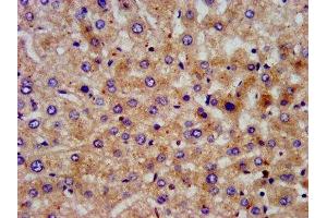 IHC image of ABIN7169389 diluted at 1:200 and staining in paraffin-embedded human liver tissue performed on a Leica BondTM system. (PON3 抗体  (AA 269-335))