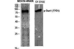 Western Blot (WB) analysis of specific cells using Phospho-Stat1 (Y701) Polyclonal Antibody. (STAT1 抗体  (pTyr701))