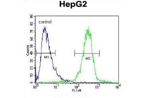 Flow Cytometry (FACS) image for anti-Insulin-Like Growth Factor 2 mRNA Binding Protein 2 (IGF2BP2) antibody (ABIN2995531) (IGF2BP2 抗体)