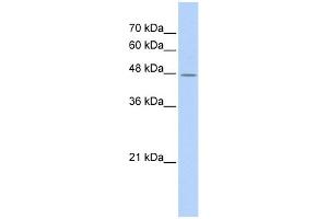 Western Blotting (WB) image for anti-TAF7-Like RNA Polymerase II, TATA Box Binding Protein (TBP)-Associated Factor, 50kDa (TAF7L) (Middle Region) antibody (ABIN2785573)