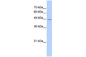 WB Suggested Anti-TAF7L Antibody Titration: 0. (TAF7L 抗体  (Middle Region))