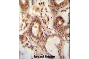 NUDT15 antibody immunohistochemistry analysis in formalin fixed and paraffin embedded human breast tissue followed by peroxidase conjugation of the secondary antibody and DAB staining.