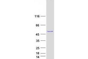 Western Blotting (WB) image for Protein tyrosine Phosphatase, Receptor Type, O (PTPRO) (Transcript Variant 5) protein (Myc-DYKDDDDK Tag) (ABIN2730149)